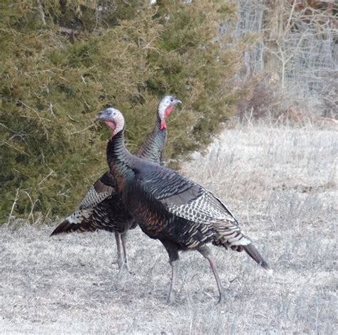 Wild Turkeys In Kansas American Road Trip Pinterest The Ojays