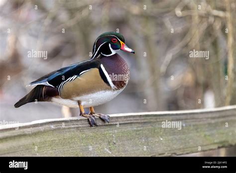 Male Wood Duck Aix Sponsa Beckwith Park In Victoria Vancouver