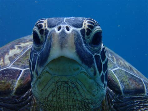 Green Turtles Green Turtle Pictures Green Turtle Facts Turtle
