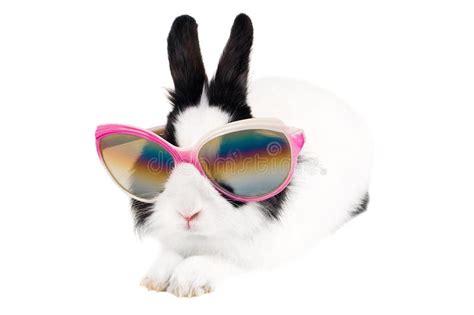 Rabbit In Sunglasses Stock Image Image Of Object Cute 16374117