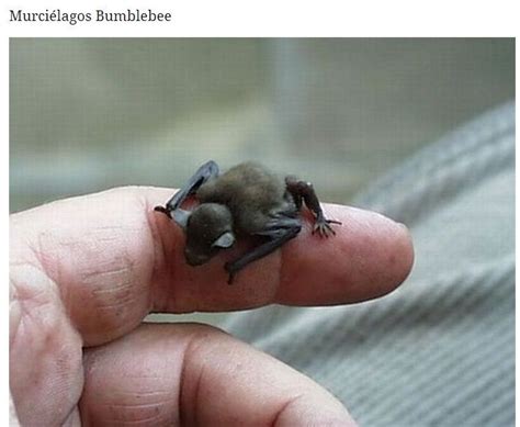 Morcego Bumblebee Animais bonitos Animais lindos Morcegos bebê