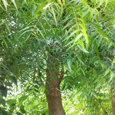 Neem Tree Facts Benefits Tips To Grow And Maintenance