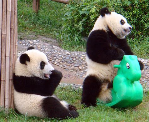 Happy Pandas Cute And Funny Photos Funny And Cute Animals