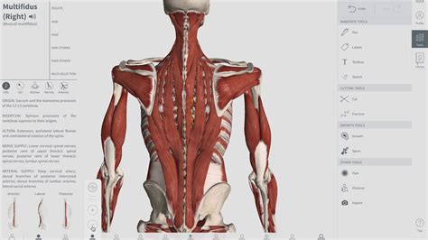 Core Strengthening Muscles Support Your Core Stabilize Your Spine