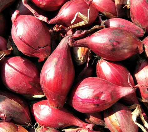 15 Tested Tips For Using Storing And Growing Shallots