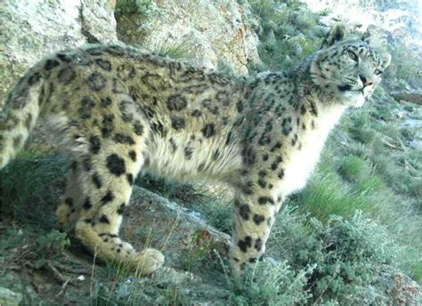 They have a proud bearing and people are drawn to their unusual white/gray. New Diseases Threaten Endangered Snow Leopard
