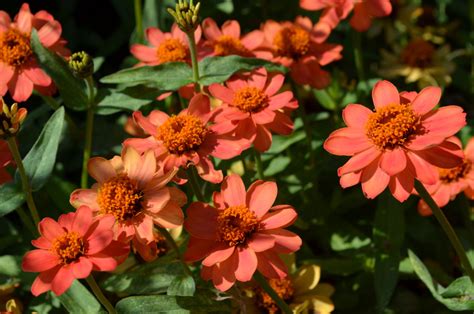 Well you're in luck, because here they come. Peach, Coral, or Salmon Colored Flower Blooms - A Photo ...