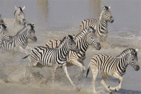Caro and a colleague, martin how, went to hill livery, a horse farm moonlighting as an orphanage something similar could be happening as flies approach zebra stripes. Butcher slams rumours after zebras found in overturned truck - Bloemfontein Courant