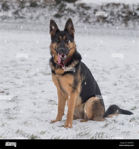German Shepherd Dog In Snow Stock Photo Alamy