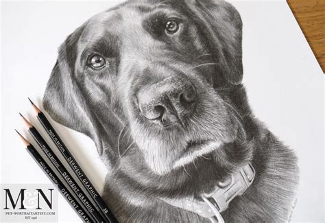 Translated from the russian drawings by. black-labrador-pencil-drawing-3 - Melanie & Nicholas Pet ...