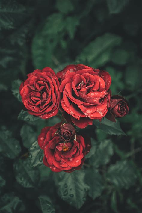 Wallpaper 4000x6000 Px Flowers Nature Rose 4000x6000 Wallup