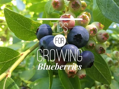 Growing Blueberry Bushes Tips For Success