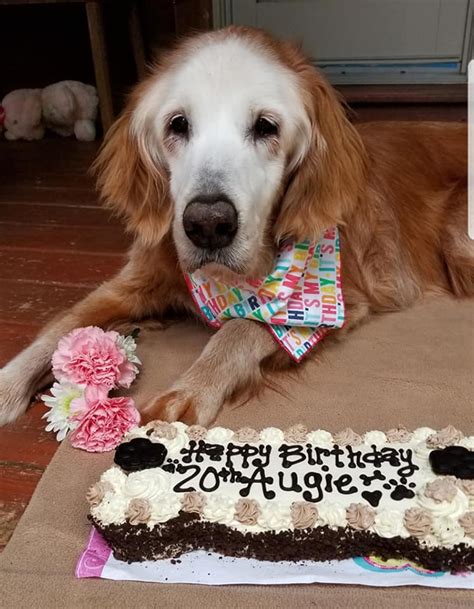 Many of the offers appearing on this site are. Meet August, The Oldest Living Golden Retriever At 20 ...