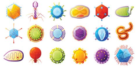 Vírus Características Gerais Estrutura Viroses Biologia Net