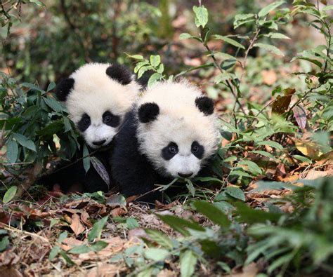 Visit China Now Visitchinanow Twitter Panda Bear Panda Panda Love