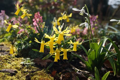 Narcissus Minicycla Morlas Plants