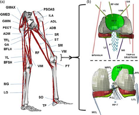 Name the 4 quadriceps muscles! (a) Schematic diagram showing the 34 muscles incorporated into our... | Download Scientific Diagram