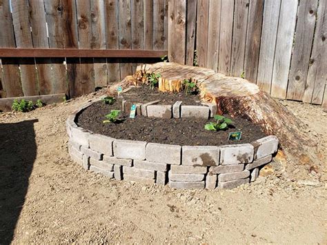 Landscaping Ideas To Cover A Tree Stump Image To U