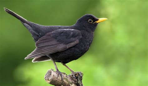 Aber wussten sie, dass manch exotisch aussehender vogel auch zu heimischen arten gehört? Amsel im Garten: Lebensraum, Nistverhalten und bevorzugte ...