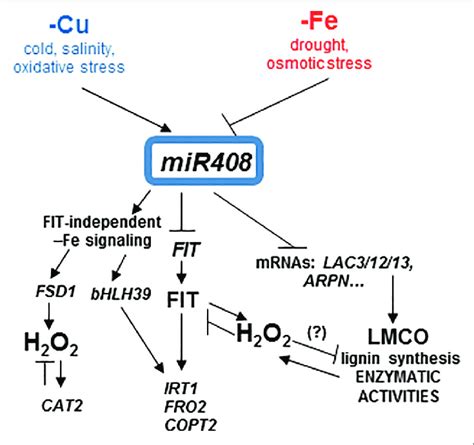 model for the copper and iron homeostasis interplays through mir408 download scientific