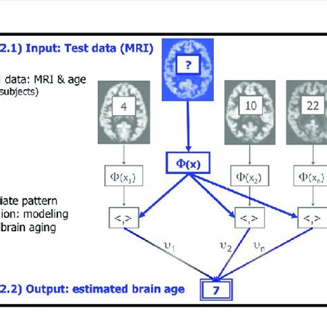General Flowchart Of The Brain Age Estimation Framework Download Scientific Diagram