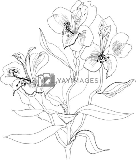 Pen Drawing Alstrameriya Flower By Vergasova Vectors And Illustrations