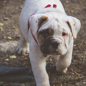 Royalty leavitt bulldogs, agawam, ma. English Bulldog Puppies for Sale near Me - CT Breeder