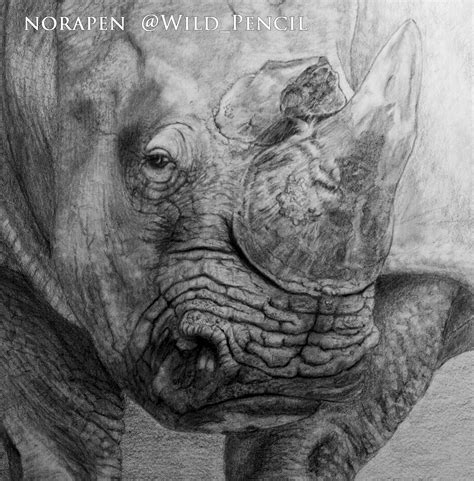 Pencil Drawing White Rhinoceros On Behance