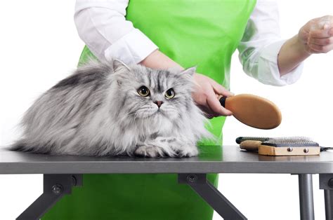 Made to be used in either wet or dry conditions. Get the Best Tips on How to Choose a Pet Groomer?