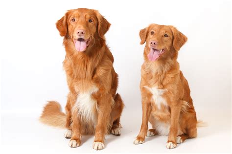 The Toller Club Of Great Britain Duck Tolling Retriever Club