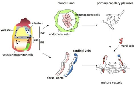 Blood Vessel Formation During Mouse Development Exe Extra Embryonic