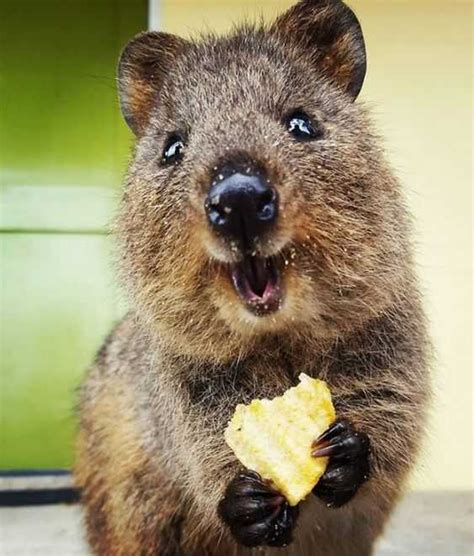 More official quokka animal smiles. 30 Funny Quokka Pictures That Will Make You Book a Flight ...