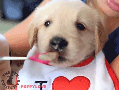The best and funniest golden retriever reaction gifs only at reactiongifs.me. golden retriever puppy gifs | WiffleGif