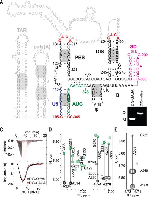 Nao Detectado Rna De Hiv 1