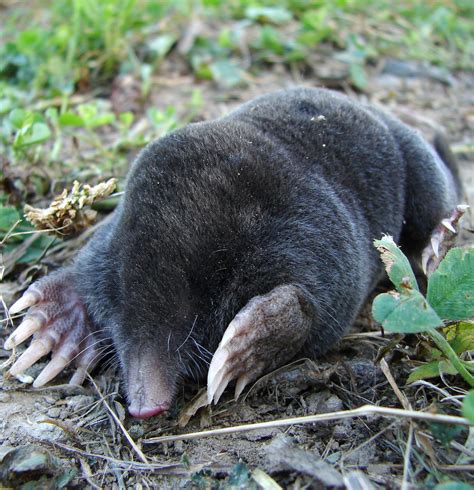Molethere Are Estimated To Be 35 40 Million Moles In The Uk And The