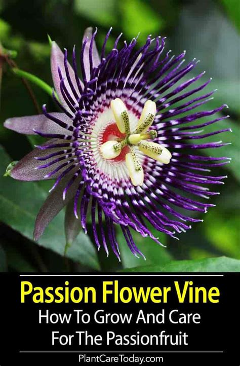 Passion Flower Vine Growing The Passiflora Plant Care