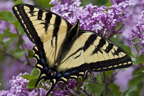 5 Western Tiger Swallowtail Butterfly Facts Jakes Nature Blog