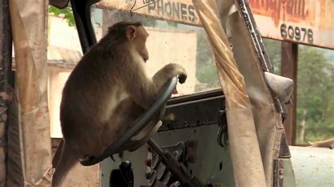 A Wild Monkey Interested In Driving A Car Youtube