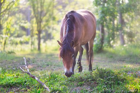 Horse Grazing At Verge Of Sunny Forest Lane Stan Schaap Photography
