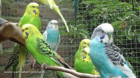 Aviarybirds Budgerigars Wellensittiche Parakeets Parakeet Sounds Parkieten Geluiden