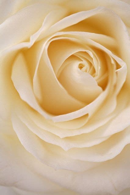 Cream Rose Love Rose My Flower Pretty Flowers Flower Power White