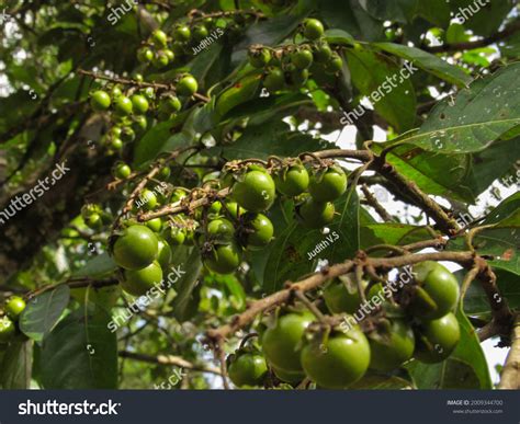 Nance Fruit Tree Byrsonima Crassifolia Stock Photo 2009344700