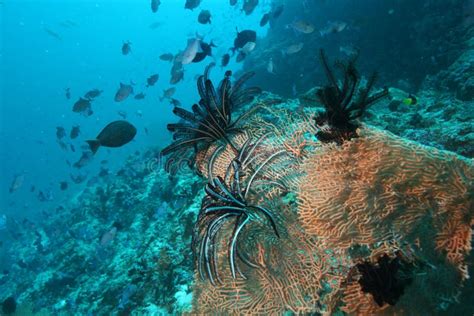 Coral Life Underwater Diving Safari Caribbean Sea Stock Photo Image