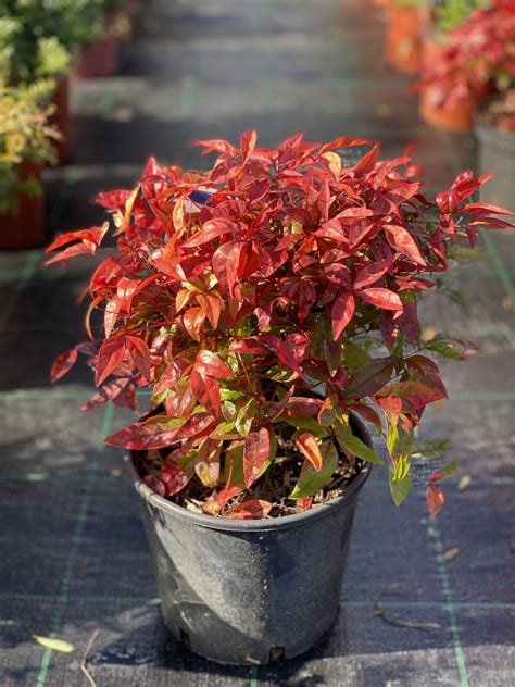 Nandina Domestica Fire Power Vivaio Roma Garden