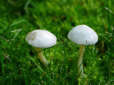 Two White Mushrooms In Moss And Grass Stock Image Image Of Mushrooms
