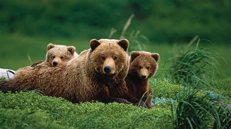 Wilderness Baby Bear Cute Nature Brown Bear Mammal Bear Grizzly