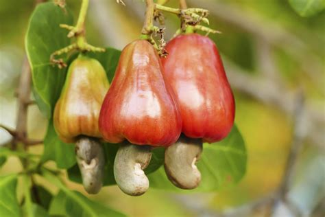 Was Viele Nicht Ber Cashews Wussten