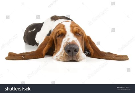 Basset Hound Sleeping Isolated On White Stock Photo 203262223