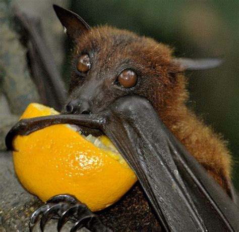 Fruit Bat Drinking Orange Juice Bat Facts And Information