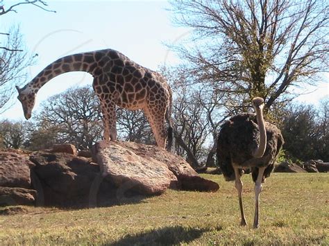 Giraffe And Ostrich By Steve Bowles Photo Stock Studionow